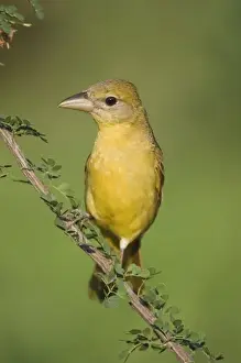 Wood Land Prints: Summer Tanager, Piranga rubra, female on Catclaw (Acacia greggii), Willacy County