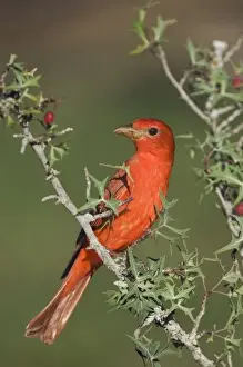 Summer Tanager, Piranga rubra, male eating Agarita (Berberis trifoliolata) berries