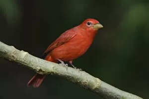 Summer Tanager, Piranga rubra, male perched, Central Valley, Costa Rica, Central America
