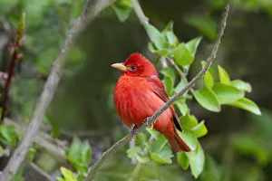 Animal Prints: Summer Tanager (Piranga rubra) perched