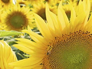Images Dated 26th June 2010: Summer in Tuscany: sunflowers