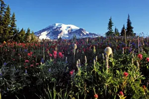 Mountain Climbing Prints: summer wildflowers at the base of Mount Rainier, Washington