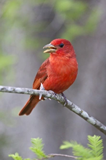 Territorial Prints: SummerTanager (Piranga rubra) male on perch