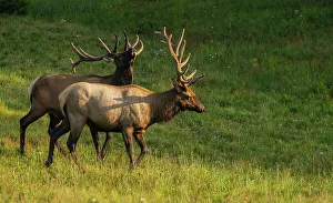 Velvet Prints: Summertime bull elk, Rocky Mountains, Colorado, USA