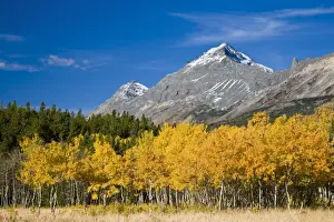 No Person Prints: Summit and Little Dog Mountains above peak fall aspen stand near Marias Pass in Glacier
