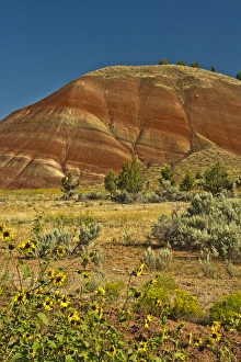 Painted Hill Prints: Sun Flowers; Painted Hills; John Day Fossil Beds National Monument; Mitchell; Oregon; USA