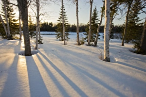 The sun goes down behind the trees in the front yard of Medawisla Wilderness