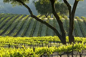 El Dorado County Prints: Sun light makes the vines glow in vineyard of Gold Hill Vineyard & Brewery above