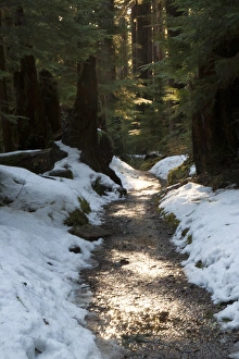 Land Prints: Sun lit trail, Olympic National Park, Washington, USA