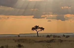 Sun Ray Prints: The sun rays lasering