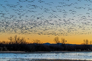 Prints of As the sun rises over Bosque del Apache National Wildlife Refuge, thousands of snow geese fly off to fields where they will feed for the day Images Dated 2024 November: As the sun rises over Bosque del Apache National Wildlife Refuge