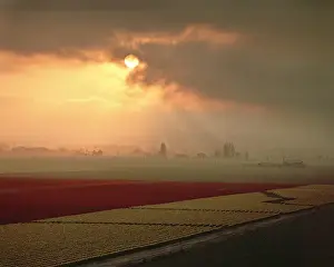 Lee Mann Prints: The sun is sending light shafts across the flower fields of the Skagit Valley