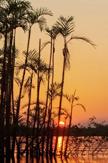 Equator Prints: The sun sets at Latitude 0 during this equatorial sunset in the Amazon