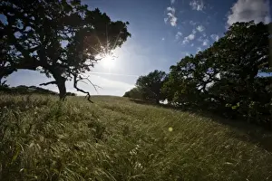 Starburst Prints: Sun shines through a California oak and over a grassy hillside on a sunny afternoon