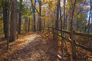 Sunray Prints: Sun shining through colorful Fall foliage