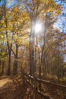 Sun shining through colorful Fall foliage