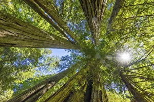 Sun Ray Prints: Sun shining through towering tree, Redwoods National Park, Newton B Drury Drive