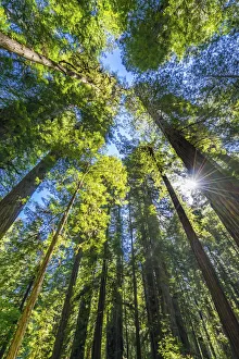 Images Dated 27th January 2020: Sun shining through towering tree, Redwoods National Park, Newton B Drury Drive