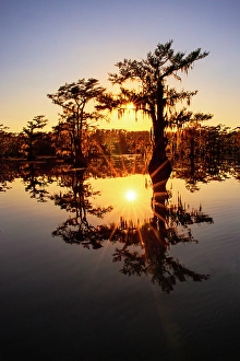 Images Dated 17th January 2024: Sun star and stand of bald cypress trees, silhouetted at sunrise, Caddo Lake, Texas