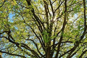View From Below Prints: Sun Star through tree