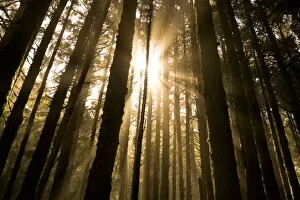 Images Dated 27th September 2004: Sunbeam in wooded rainforest, Olympic National Park, Washington State, USA