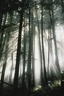 Sun Beam Prints: Sunbeams streaming through trees, Mount Rainier National Park, Washington, USA