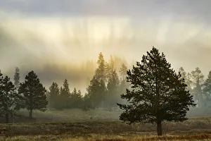 Yellowstone Prints: Sunbeams over trees, Midway Geyser Basin, Yellowstone National Park, Wyoming / Montana