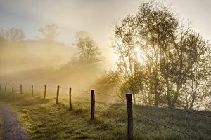 Great Smoky Mountain Prints: Sunbeams through trees at sunrise, Cades Cove, Great Smoky Mountains National Park