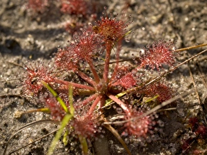 Apalachicola Prints: Sundew, Apalachicola National Forest