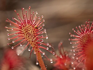 Wet Land Prints: Sundew, Jonathan Dickinson State Park, FL