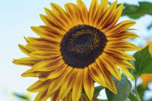 Prints of Sunflower brings happiness Images Dated 2022 May: Sunflower brings happiness