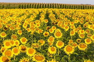 North Dakota Prints: Sunflower and corn field in morning light in Michigan, North Dakota, USA