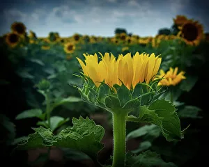Sunflower Prints: Sunflower being different than the rest of the field