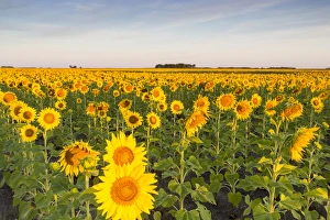 Images Dated 18th September 2010: Sunflower field in morning light in Michigan, North Dakota, USA