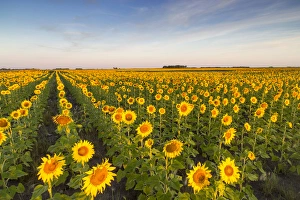 North Dakota Prints: Sunflower field in morning light in Michigan, North Dakota, USA