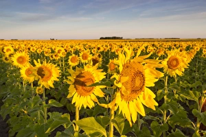 Images Dated 18th September 2010: Sunflower field in morning light in Michigan, North Dakota, USA