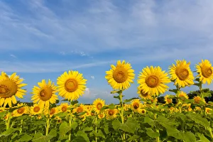 Sunflower field Sam Parr State Park, Jasper County, Illinois