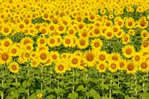 Images Dated 26th July 2017: Sunflower field Sam Parr State Park, Jasper County, Illinois