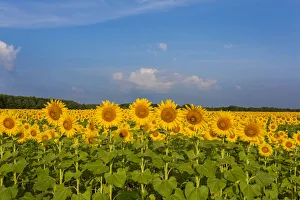 Images Dated 26th July 2017: Sunflower field Sam Parr State Park, Jasper County, Illinois