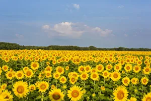 Images Dated 26th July 2017: Sunflower field Sam Parr State Park Jasper County, IL