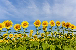 Sunflower field Sam Parr State Park Jasper County, IL