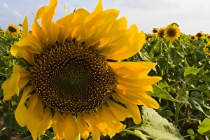 Images Dated 25th April 2009: Sunflower, Helianthus Annuus, Rio Grande Valley, McCook, Texas, USA