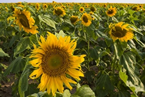 Frank Zurey Prints: Sunflower, Helianthus Annuus, Rio Grande Valley, McCook, Texas, USA