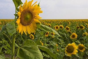 Images Dated 25th April 2009: Sunflower, Helianthus Annuus, Rio Grande Valley, McCook, Texas, USA