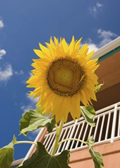 Images Dated 23rd June 2006: Sunflower outside the Bimini sands resort, South Bimini, Bahamas
