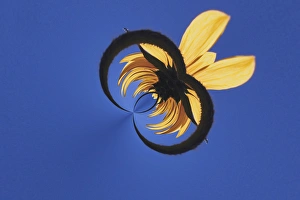 Images Dated 4th September 2004: Sunflower and sky