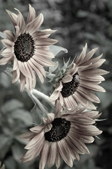 Sunflower Prints: Sunflower varieties, New Mexico