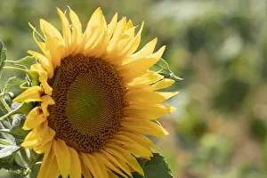 Michele Niles Prints: Sunflowers blooming near lavender fields during summer in Valensole, Provence, France