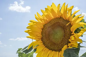 Images Dated 6th September 2018: Sunflowers blooming near lavender fields during summer in Valensole, Provence, France