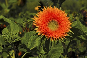 Grow Prints: Sunflowers, Festival, Hood River, Oregon, USA, flowers, helianthus annuus, green